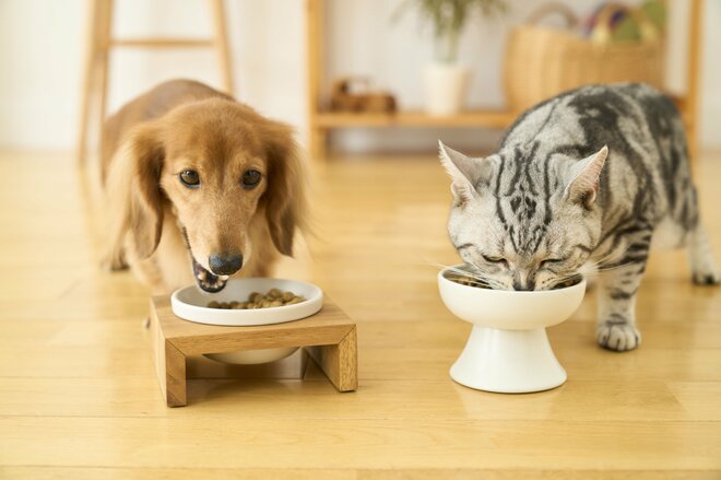 体調不良のペットへの"療法食"市場が急拡大、今になって伸長するワケと"売れ筋商品"の画像