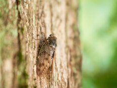 今夏にセミが少ない理由が判明！ カエル、魚……猛暑に殺される生き物たちの悲鳴