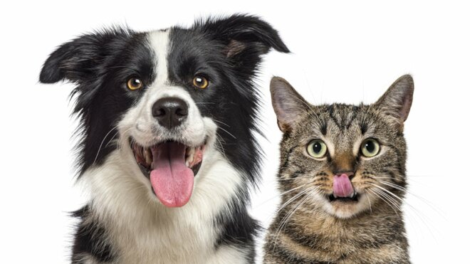 ユリの花瓶の水だけでも命の危険　愛犬＆愛猫にとって猛毒の「意外な食べ物」を獣医師が解説の画像