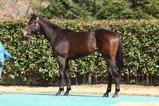 武豊、クールマイユールのデビュー戦に挑む「ここで勝つことで、その後のスケジュールに余裕が生まれます」