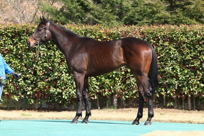 武豊、クールマイユールのデビュー戦に挑む「ここで勝つことで、その後のスケジュールに余裕が生まれます」の画像