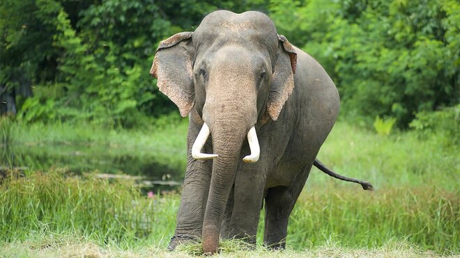 日本のクマ被害と類似？死亡事故も頻発する「海外のゾウ被害」の画像