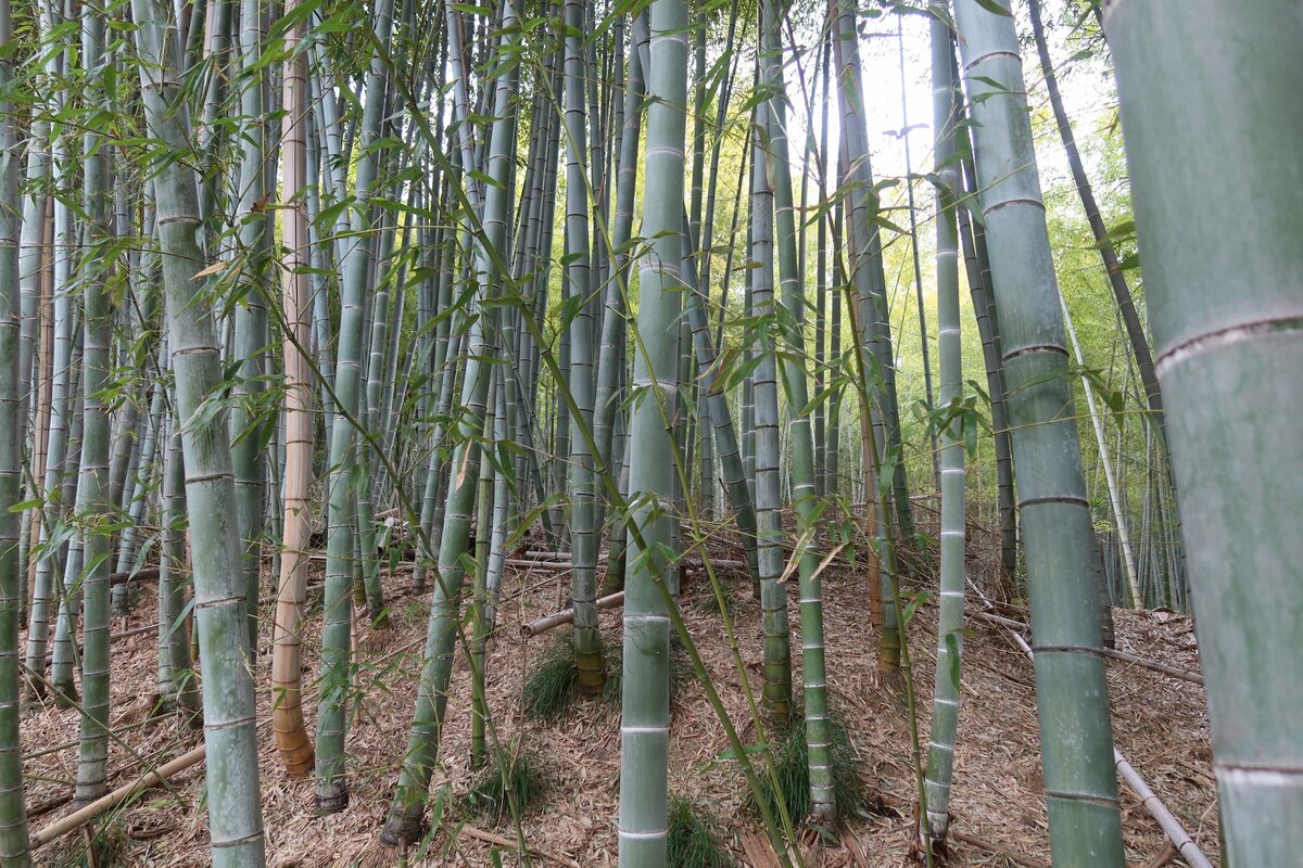 (3ページ目) 120年に一度の「竹の花の呪い」戦争、恐慌、大災害が世界で同時勃発の恐怖予言｜ニュース｜ピンズバNEWS