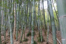 120年に一度の「竹の花の呪い」戦争、恐慌、大災害が世界で同時勃発の恐怖予言