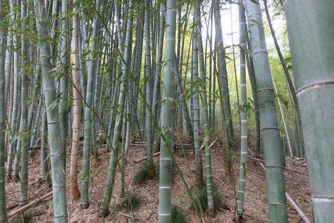 120年に一度の「竹の花の呪い」戦争、恐慌、大災害が世界で同時勃発の恐怖予言の画像