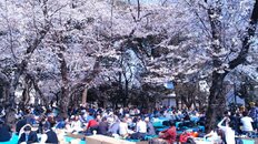 「もはやパワハラじゃないかと…」社内で花見の場所取りを命じられて「帰宅不可」…ハラスメント？【専門家解説】