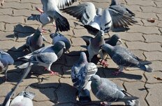 タクシードライバーがハトをひき殺し「鳥獣保護法違反で逮捕」のなぜ!?同僚明かす「危険運転」実態「会社にクレームが来たことも…」