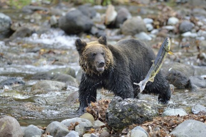 クマ被害続出のなか北海道ではヒグマ対策に「ドローン」、新兵器『モンスターウルフ』も登場 最前線を取材の画像
