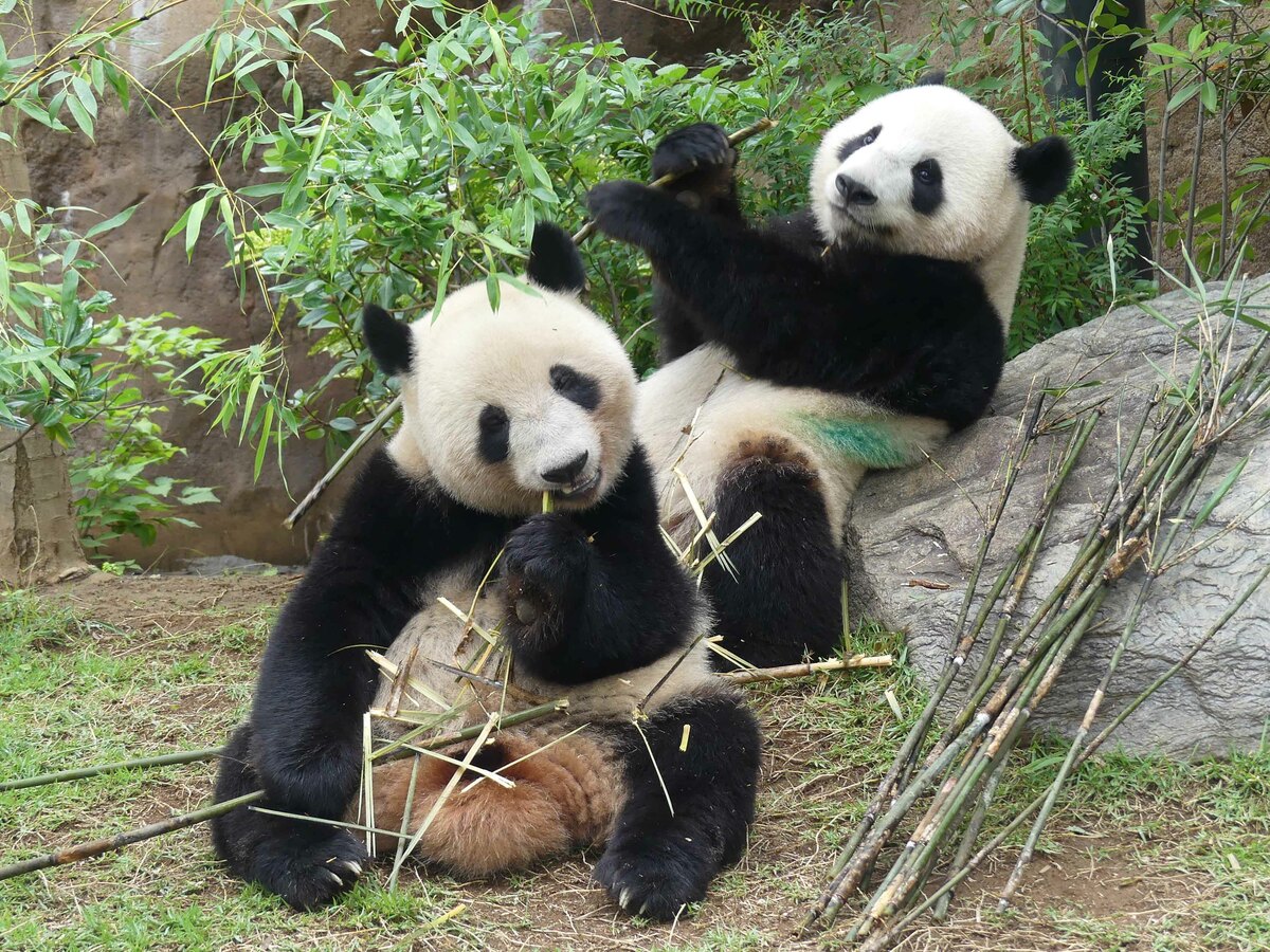 2ページ目) 日本生まれ中国で飼育中のシャンシャンが日本語