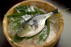 三重県で小学6年生が「フグ処理資格試験」に県内史上最年少合格 師匠が語る「合格までの道のり」と「さかなクンへの憧れ」