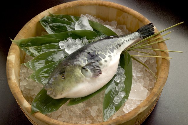 三重県で小学6年生が「フグ処理資格試験」に県内史上最年少合格 師匠が語る「合格までの道のり」と「さかなクンへの憧れ」の画像