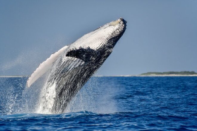 水産庁が新たに4種類目ナガスクジラを商業捕鯨の対象に 今後若年層がクジラ肉を食べるようになるのか 最新事情の画像