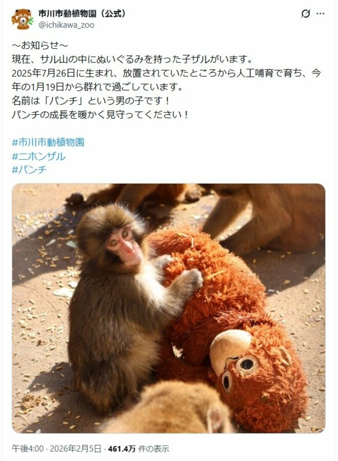 《怒られて引きずられ…》育児放棄の子ザル・パンチの“ママ”ぬいぐるみ寄贈のイケア「安心できる存在でいてくれたら」【社長が動いた経緯、パンチへの想いをコメント】の画像