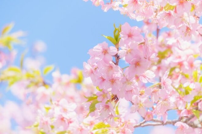 桜色のスイーツが勢ぞろい、10～30代女子が「行ってみたい春アフタヌーンティー」【第4位以下】の画像
