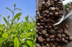 「緑茶 VS コーヒー」健康にいいのはどっち　感染症・生活習慣病・認知症の予防効果ほか…専門家が解説