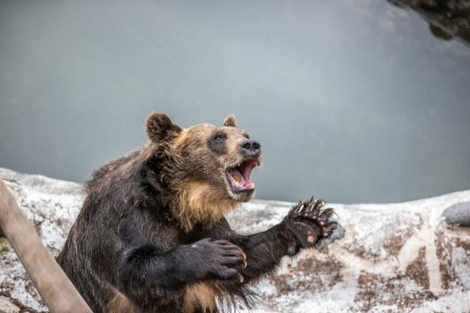 「遭遇したらうつ伏せに」「クマ絶滅の地」九州も危ない！専門家が語る「全国危険クマ出没エリア」の画像