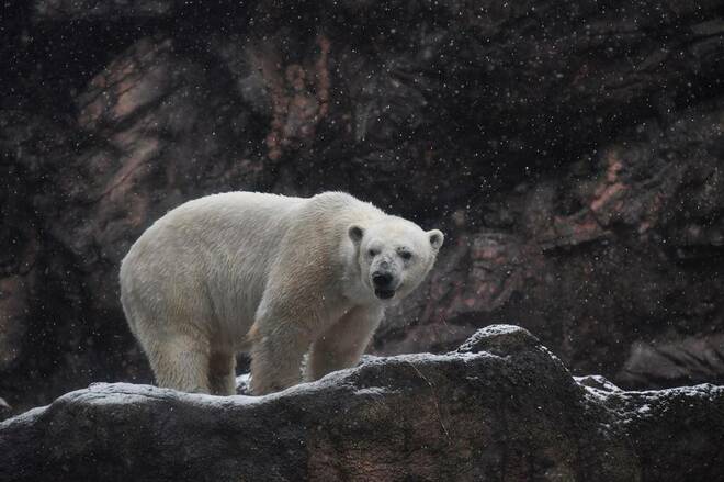 【190万閲覧大バズリ】横浜・動物園のホッキョクグマが雪で大ハシャギ　その深い理由を担当者が解説の画像