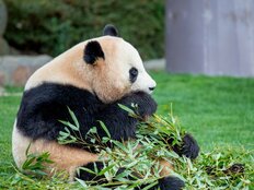 マシンガンズ時事放談「パンダが日本からいなくなる!?」【西堀亮×滝沢秀一】