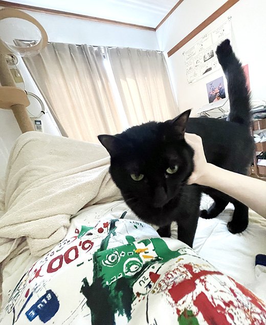 顔の周りを撫でてあげてしっぽもご機嫌のサイン!? 　※撮影／編集部