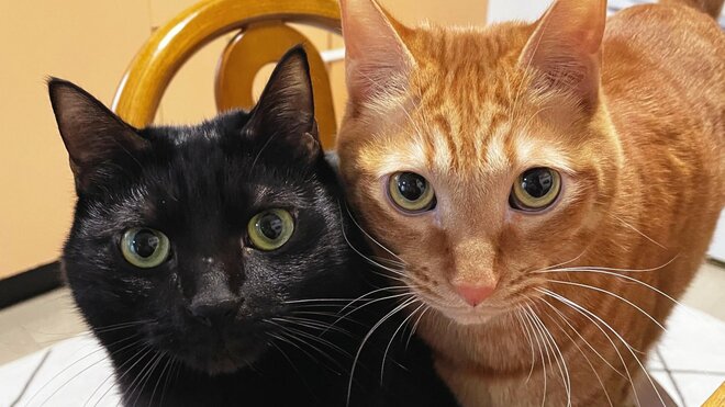 黒猫は甘えん坊、トラ猫はやんちゃ……猫の性格は毛色や柄で決まるというは本当なのか、実際に獣医師に聞いてみたの画像