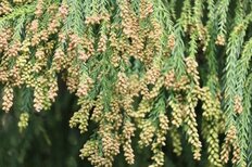 「家から出ない」究極的対策超えは？10～30代男女「今年の花粉症対策」【第4位以下】