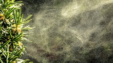 2026年の花粉飛散量は「例年の2.5倍」だからこそ試したい専門医が教える「花粉症を退治する最新生活習慣」