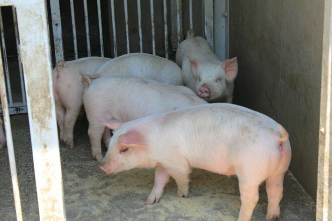 「豚不足」で高騰化が止まらない 飲食店でも値上げ続々…円安・燃料高に加え「猛暑による種付け困難＆エサを食べない」問題も背景にの画像