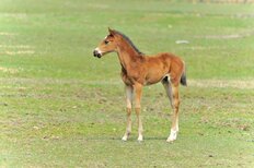 北海道・日高町有名牧場の“仔馬に暴力”動画拡散騒動に日本競馬会の重鎮が憤りと懸念を告白「育成としてまずあり得ない」