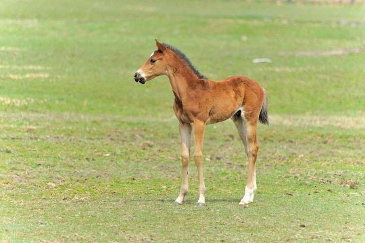 北海道・日高町有名牧場の“仔馬に暴力”動画拡散騒動に日本競馬会の重鎮が憤りと懸念を告白「育成としてまずあり得ない」 