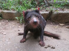 日本で唯一のタスマニアデビルが死亡…おやつは「ちゃおちゅ～る」「色恋沙汰も」飼育担当が明かす生涯