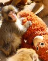 パンチくんの“いじめ問題”に市川市動植物園職員が語った「目指すべきゴール」08年にもあった”ぬいぐるみ抱く”子猿の前例 
