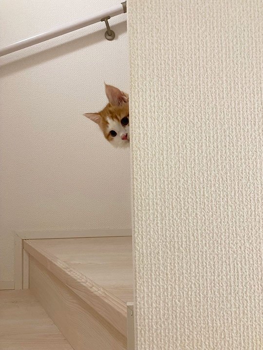 ※画像／ピンズバNEWS編集部