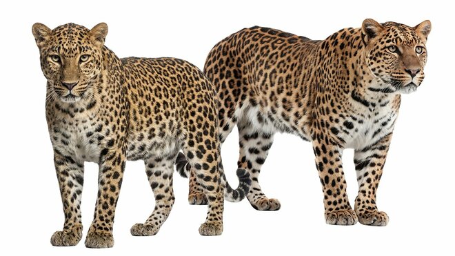 あなたが持っている『ヒョウ柄』、実は『ジャガー柄』かもしれない!?　『ざんねんないきもの事典』監修の動物学者が教える”そっくりな動物”を見分ける方法の画像