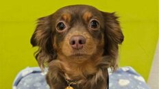 飼い犬ランキングでトイプードルを抜いて1位に　チワックス、コッカプー…etc　人気沸騰中「MIX犬」の新常識