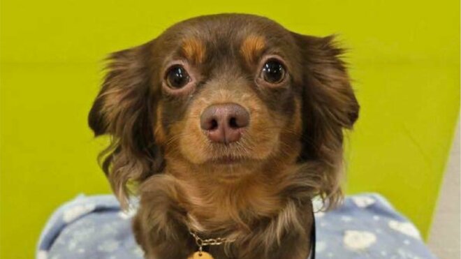 好奇心旺盛で甘えん坊の『チワックス』