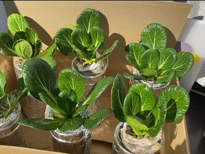 ピーマンは1株が50個に…スーパーで買った「野菜のカスを捨てずに育てる」方法7選の画像