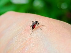 蚊の「やる気スイッチ」が判明…今年は秋が蚊のピーク　化学メーカーが虫除けの秘訣を解説