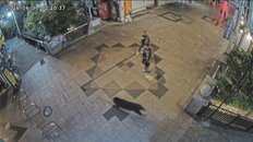 「アーバンベア」全国出没MAP【2026最新】市街地に迫るクマの脅威と今できる身の守り方