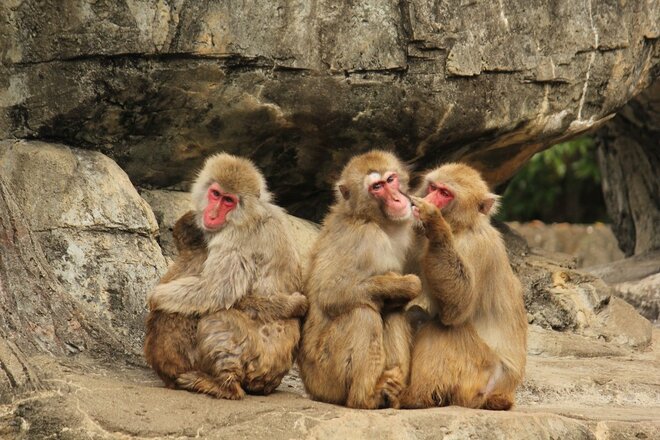 サルがシカに交尾を迫る理由が判明　動物界では珍しくない「異種交配」の不思議の画像