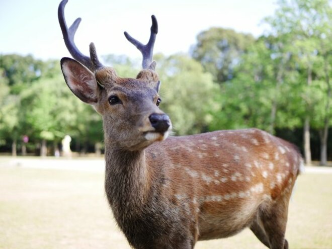 X1300万回閲覧超の物議沸騰「奈良公園の鹿を蹴り飛ばす来園者」インバウンドで増加のトラブル実態を聞いたの画像