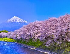 “桜のトンネル”に“逆さ桜”…「日本全国・桜絶景お花見スポット」北海道から九州まで――映える写真に穴場も紹介