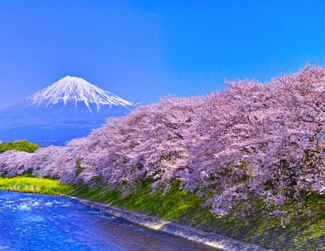 “桜のトンネル”に“逆さ桜”…「日本全国・桜絶景お花見スポット」北海道から九州まで――映える写真に穴場も紹介の画像