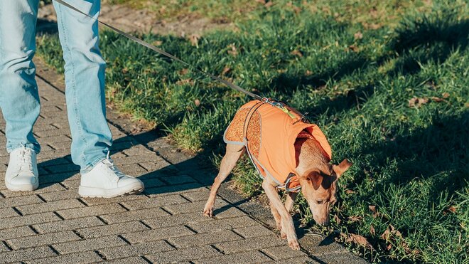 犬のおしっこ後の “水かけ”は汚染拡大の可能性も?「最悪の場合は法的責任」専門家が効果と正しいマナーを解説の画像