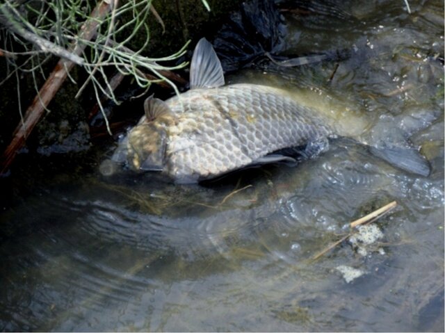 酷暑の影響で酸欠状態になり喘ぐフナ