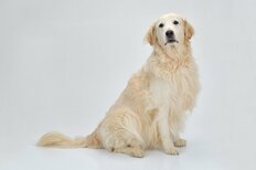 スヌーピーは狩猟犬、アンパンマンのチーズは…人気漫画＆映画に出てくる犬たちの犬種と意外な生態