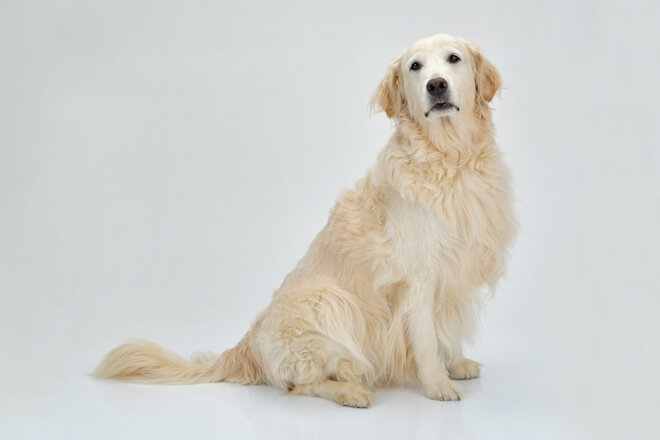 スヌーピーは狩猟犬、アンパンマンのチーズは…人気漫画＆映画に出てくる犬たちの犬種と意外な生態の画像