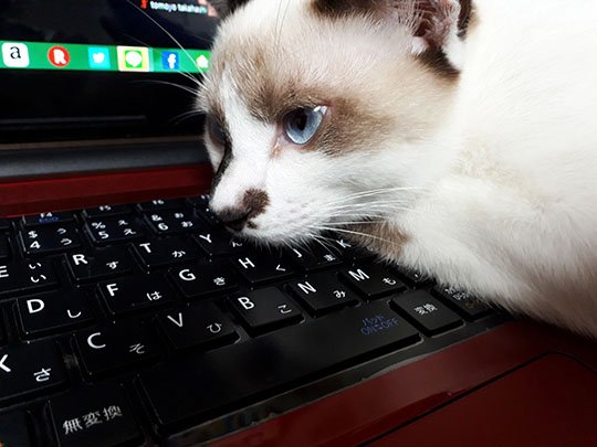 仕事ばっかりしてないでかまってほしいにゃ ※画像／ピンズバNEWS編集部