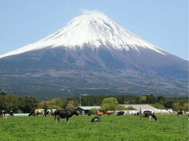 5月の富士山麓朝霧高原乳牛放牧場