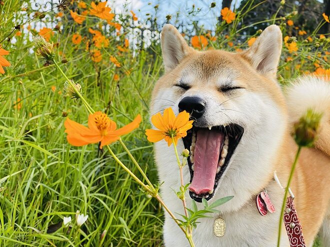 オレンジの花を見て微笑むような顔を見せる柴犬（写真はphotoACより）