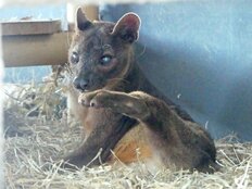 マダガスカルにだけ生息”日本唯一”のフォッサが死亡 「鶏頭を噛みちぎる顎の強さ」“最強生物”でも「かわいらしいものでした」上野動物園担当者が振り返る